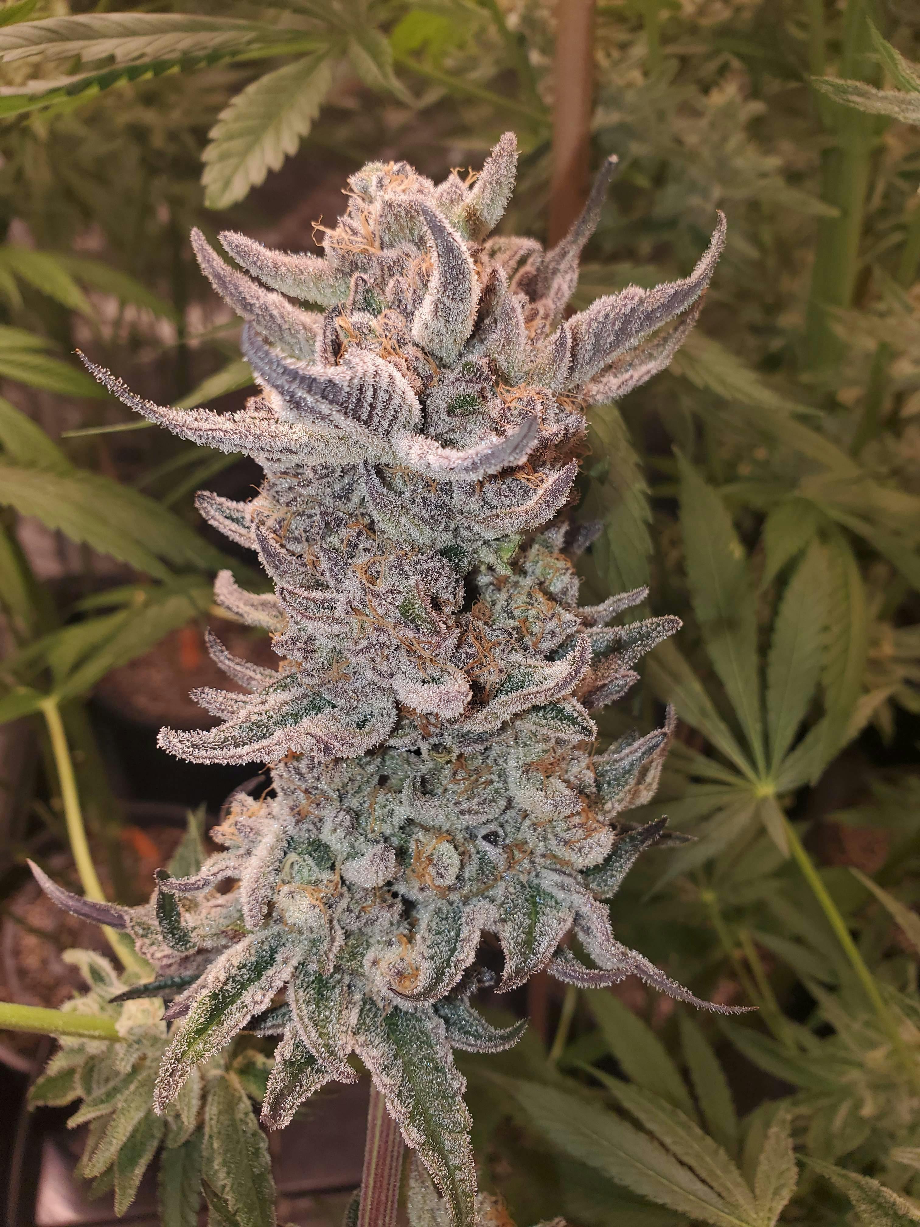 Top Shelf - Peanut Butter Cherry Pie (I)