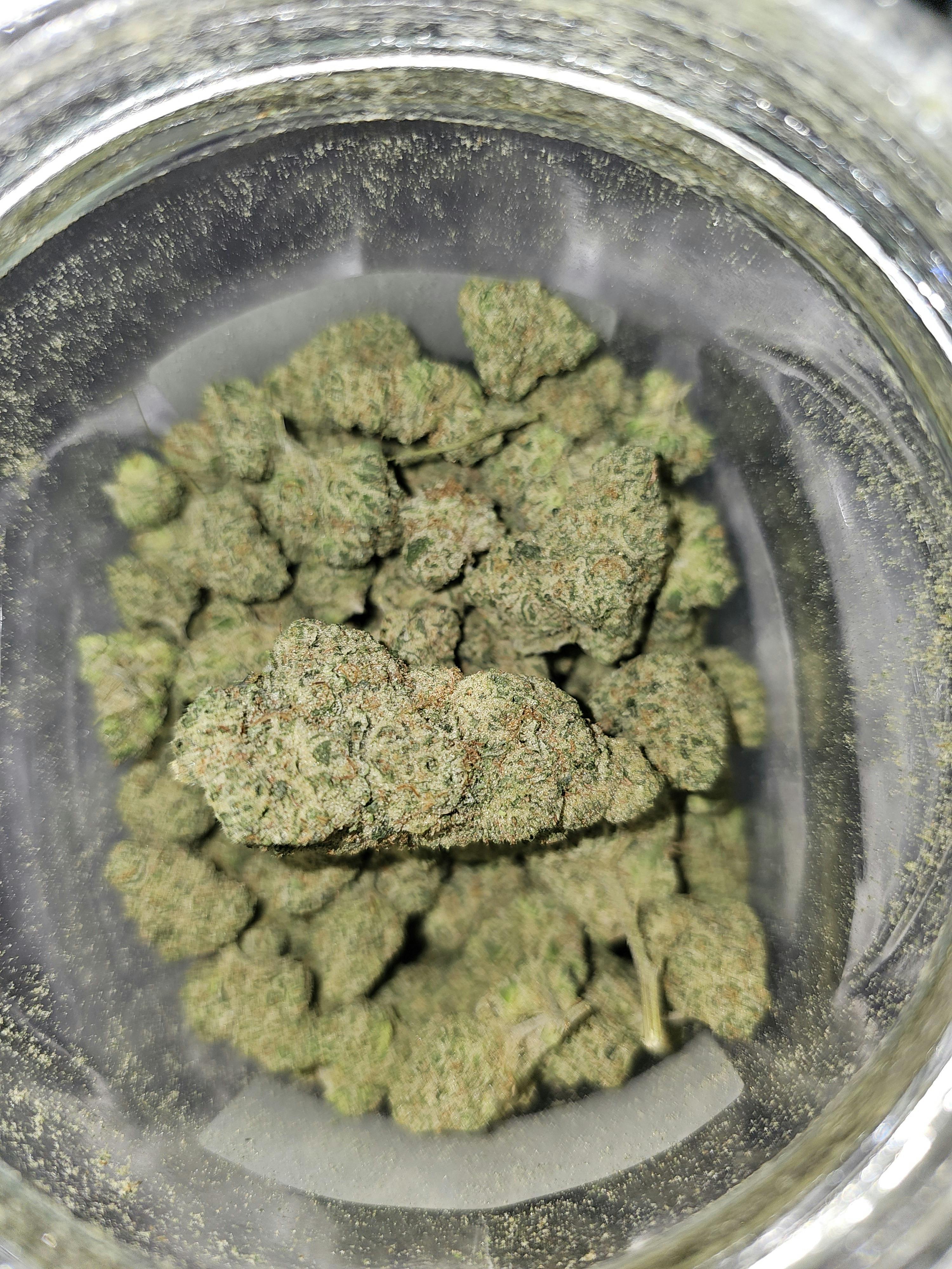 Don Shula Buds