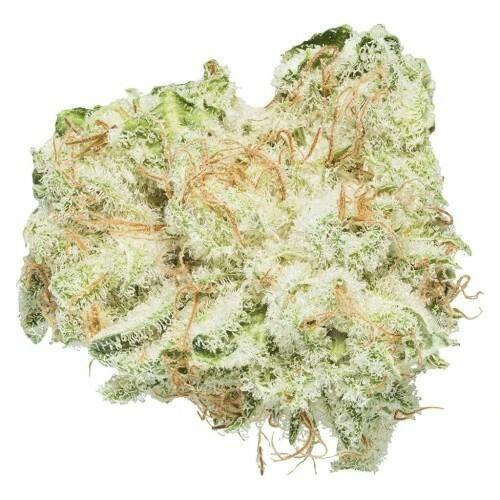 Safari Flower Co. - TERP N' TINE (Slurricane) - 28g