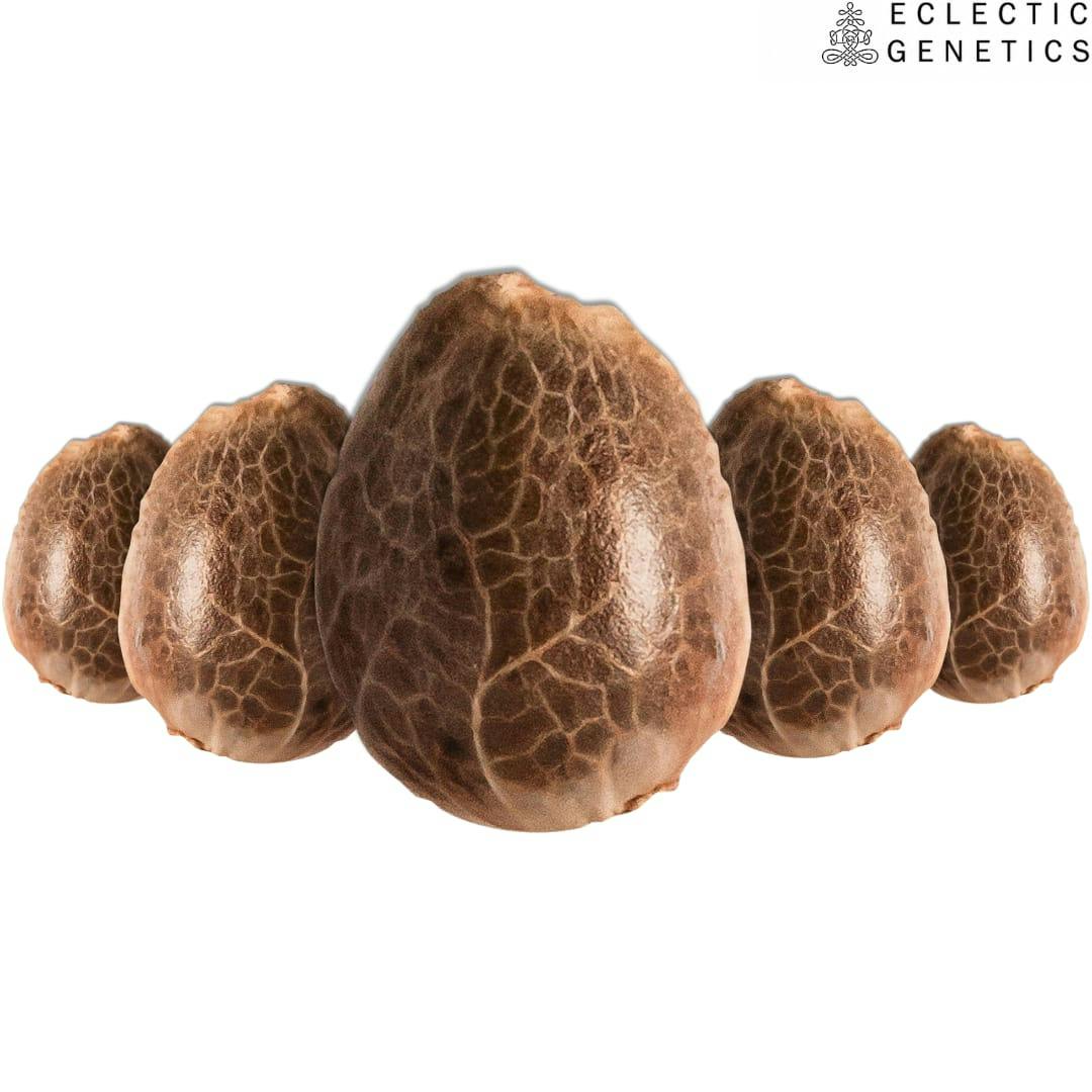 Eclectic Genetics | Woosah Select Feminised Seeds | 5PC