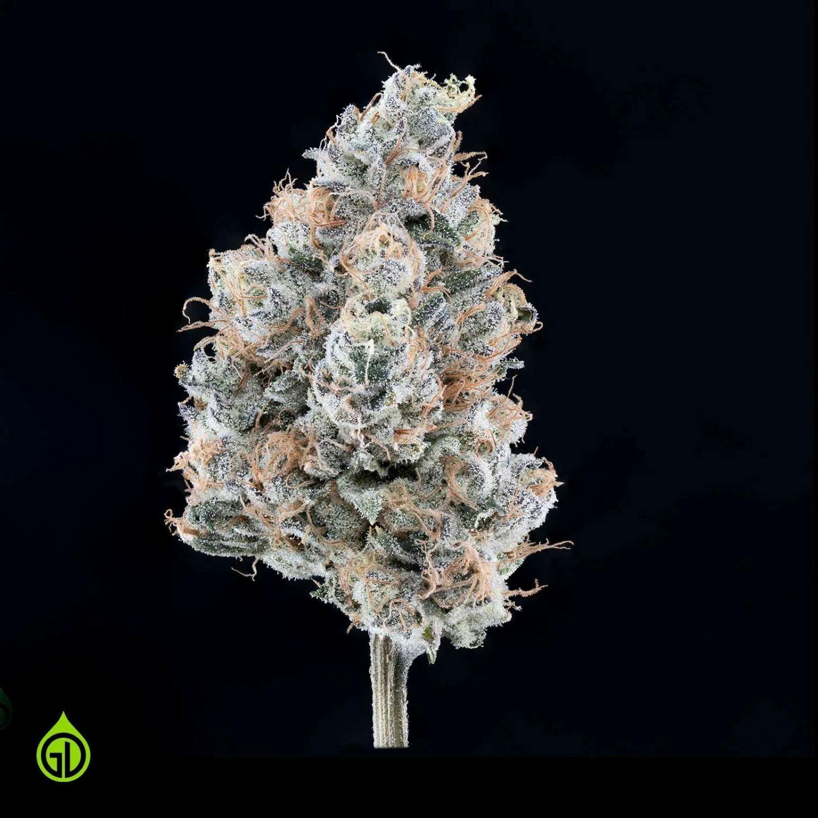Green Dot - Pre-Packed - Otoro (H)