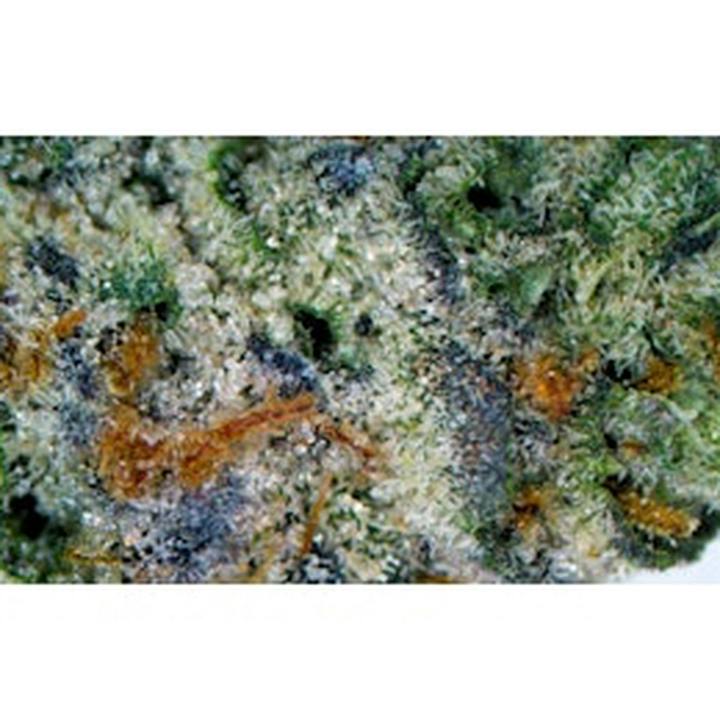 Platinum Gelato - Loose
