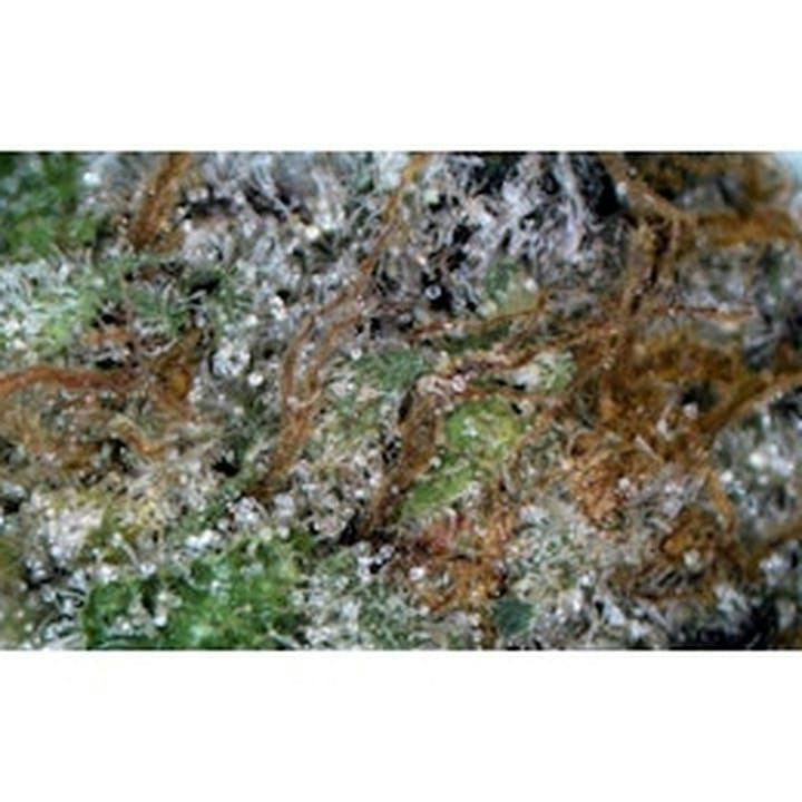 Head Hunter - Loose at Seed of Life Labs | Havre Dispensary