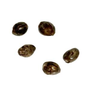 Autoflower Breeder's Club - SFV OG Pink Kush THC Auto Seeds - Hybrid - 5 Pack