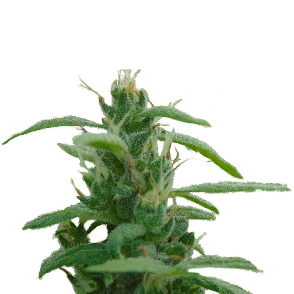 Autoflower Breeder's Club - Ice Cream Cake CBD:THC 1:1 Seeds (Autoflower) - 5 Pack