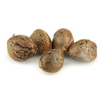 Dutch Passion - Critical Orange Punch Seeds (Feminized) - Hybrid - 5 Pack