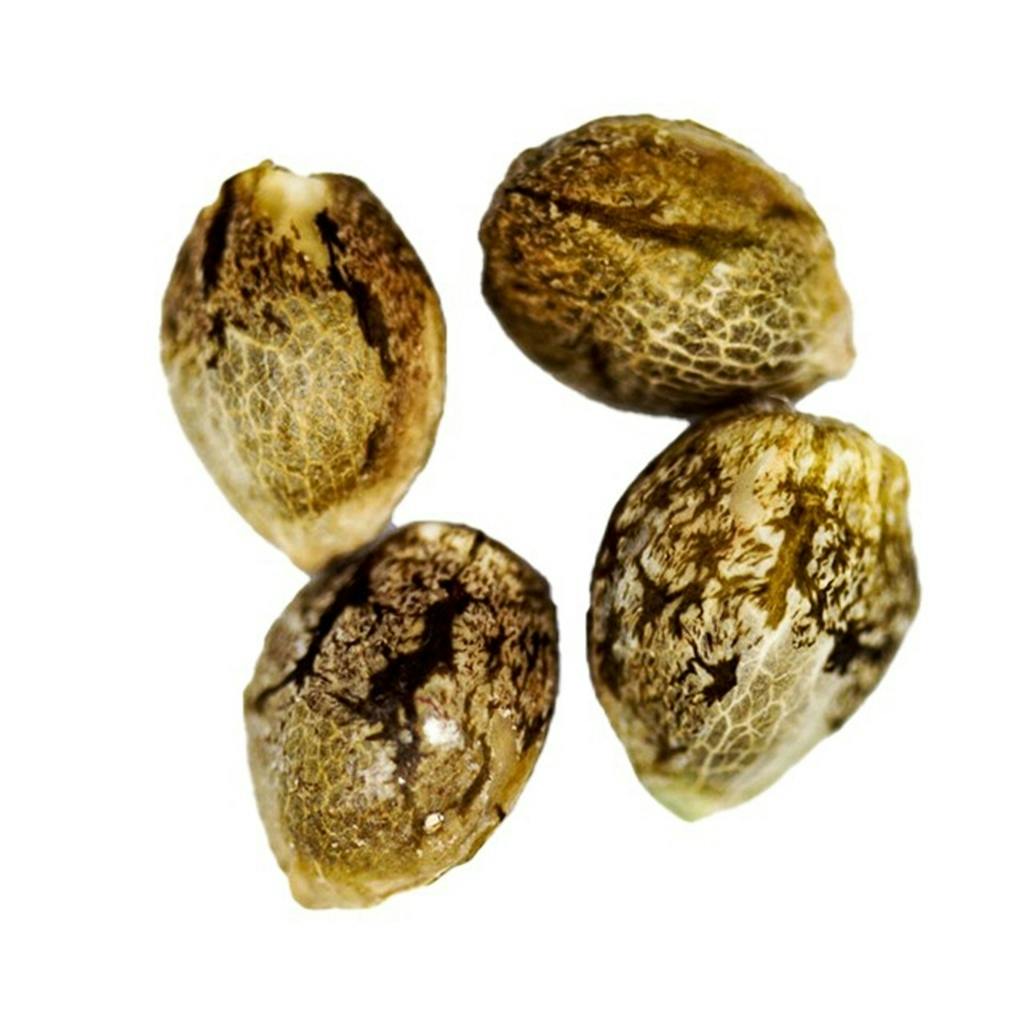 CRG Pharma - Wedding Cake Seeds (Feminized) - Indica - 4 Pack