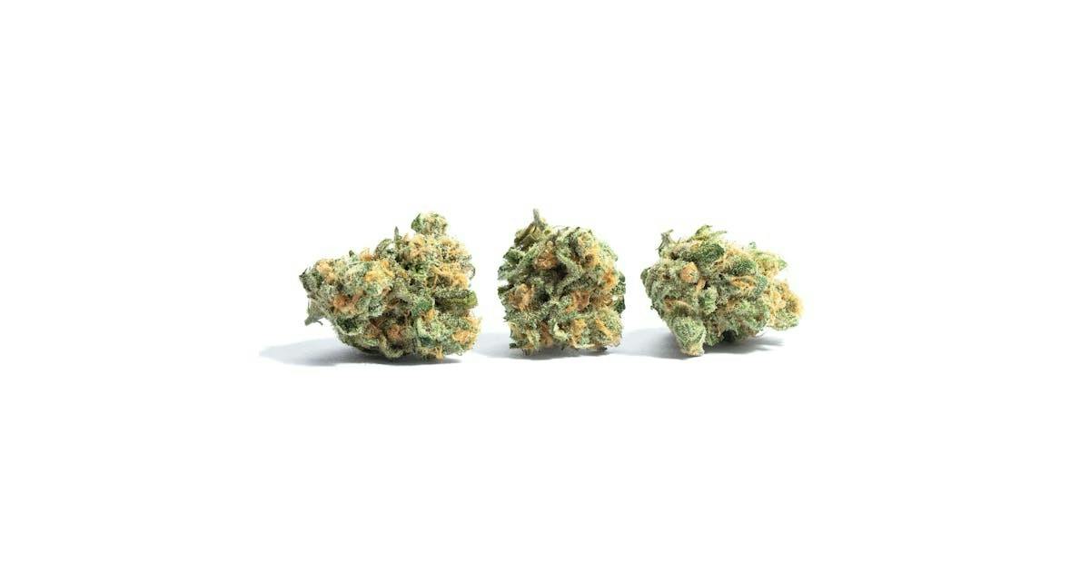 Atta Leprechaun Trap Smalls Flower