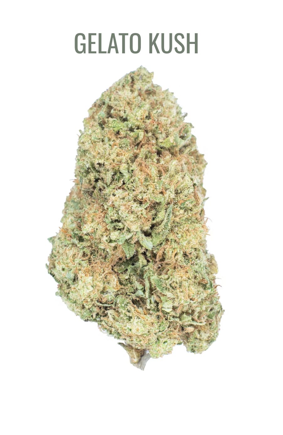 BURRS PLACE — Gelato Kush