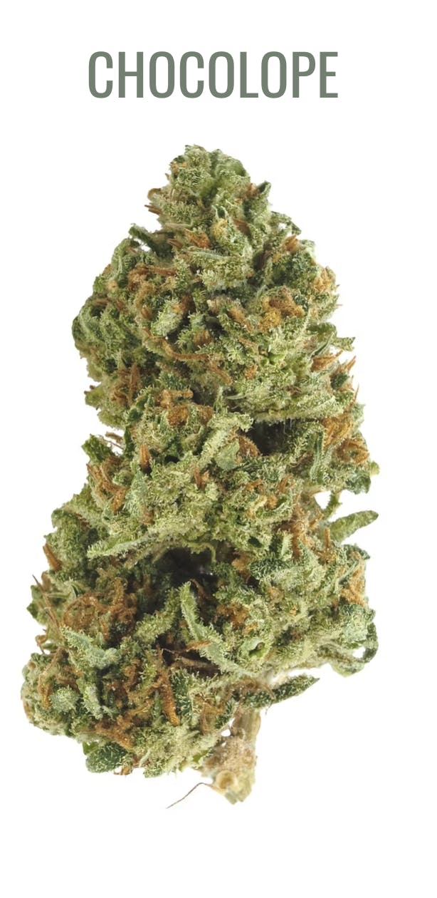 BURRS PLACE: SATIVA - CHOCOLOPE - 14G - PRE GROUND
