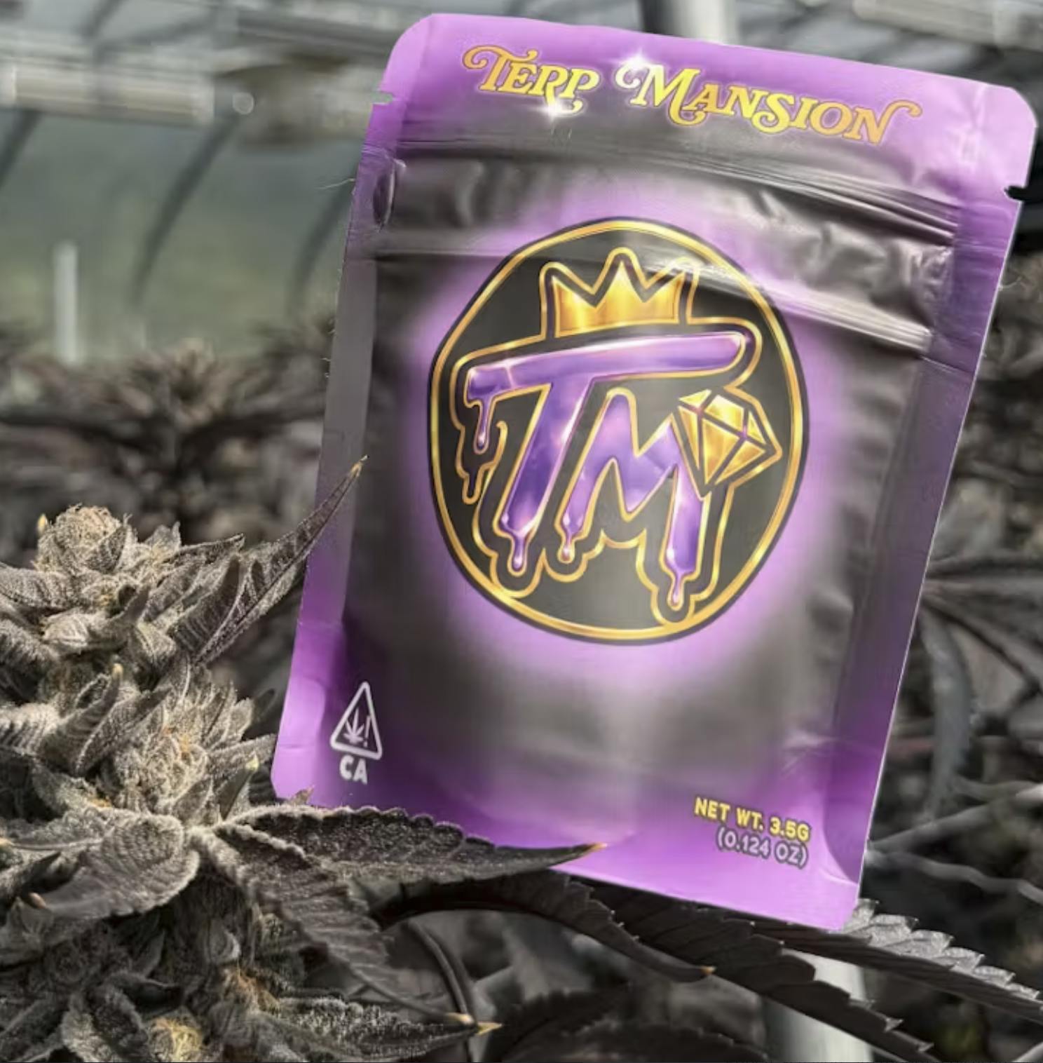 TERP MANSION: Headband