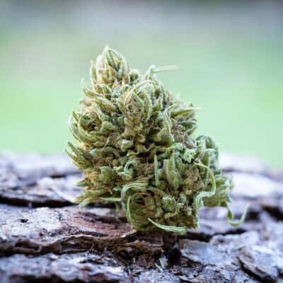 HARMONY ROSE 1:1 — HARMONY ROSE 1:1 7.5G