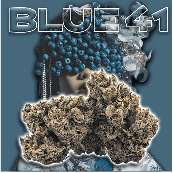 Green Dragon: Blue 41