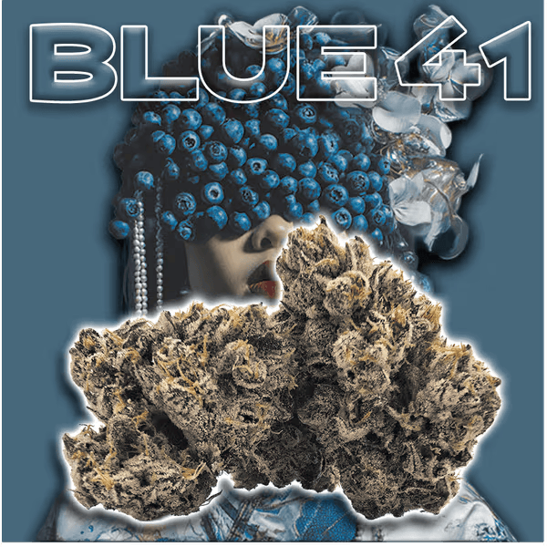 Green Dragon: Blue 41
