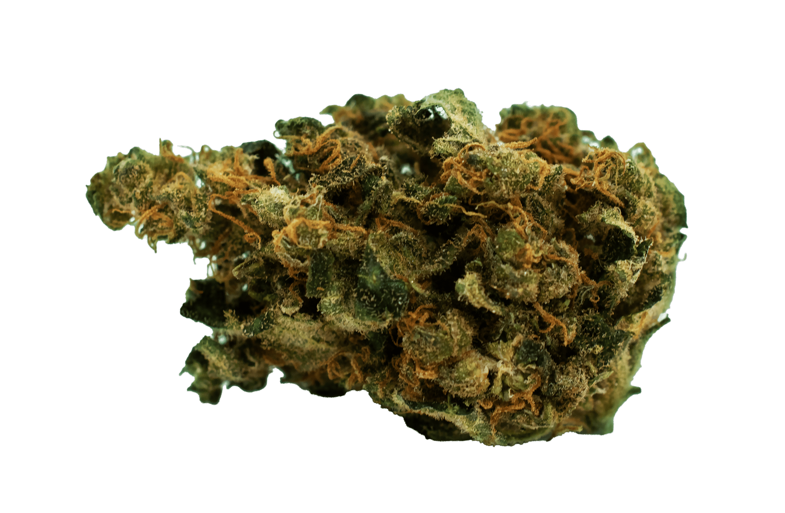 ALWAYS HI - DURBAN POISON 14G