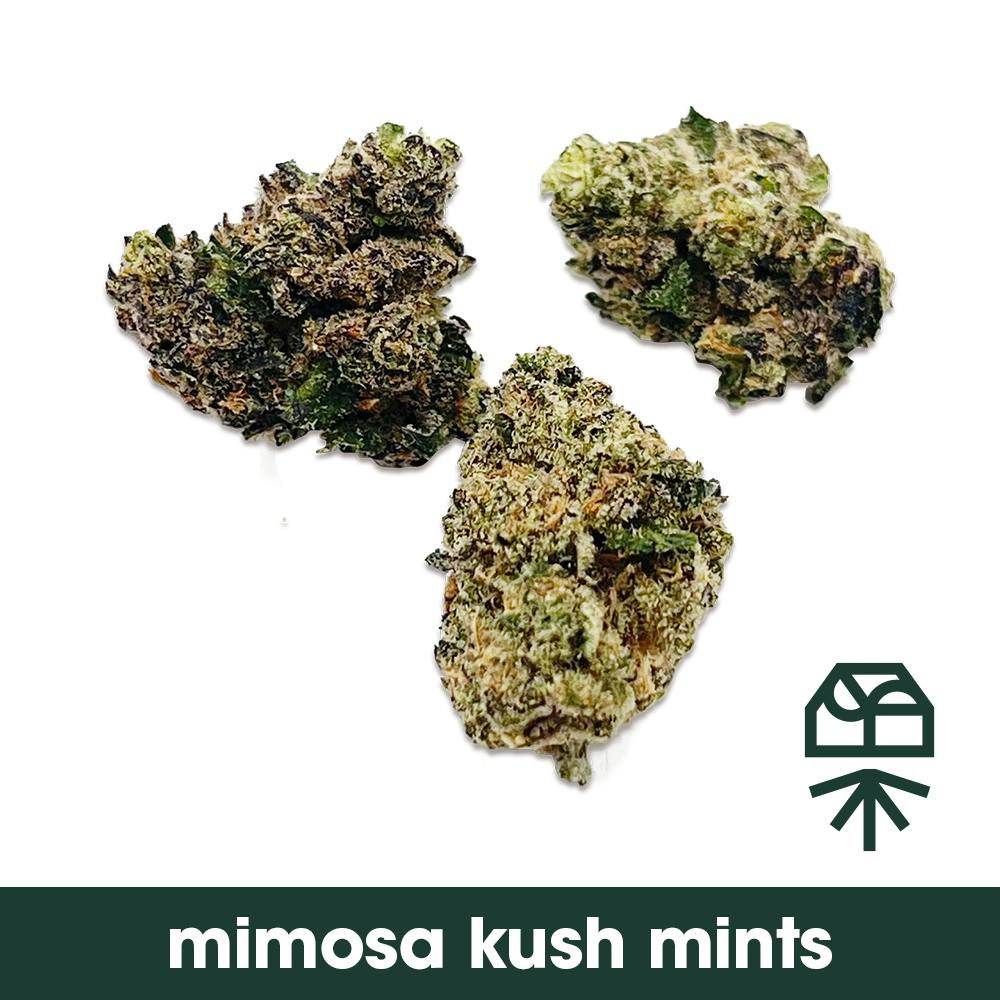 Mimosa Kush Mints