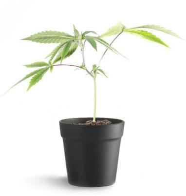 Project 4516 Clone - Yielders (Exotic Nurseries)