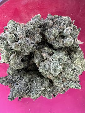 DANK DESERT SEED 12PACK