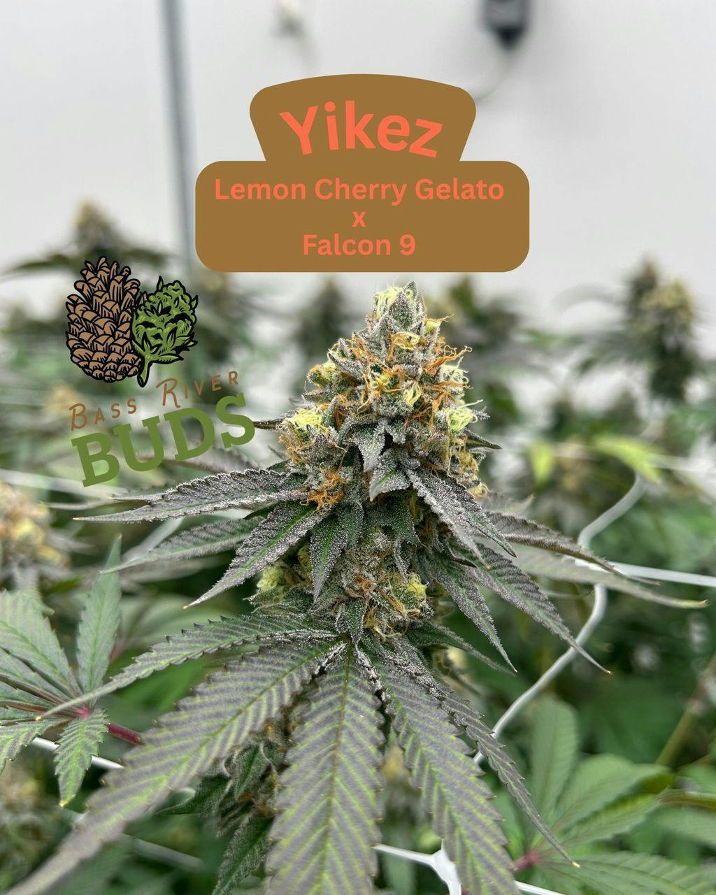 Bass River BUDS Yikez Flower 3.5g