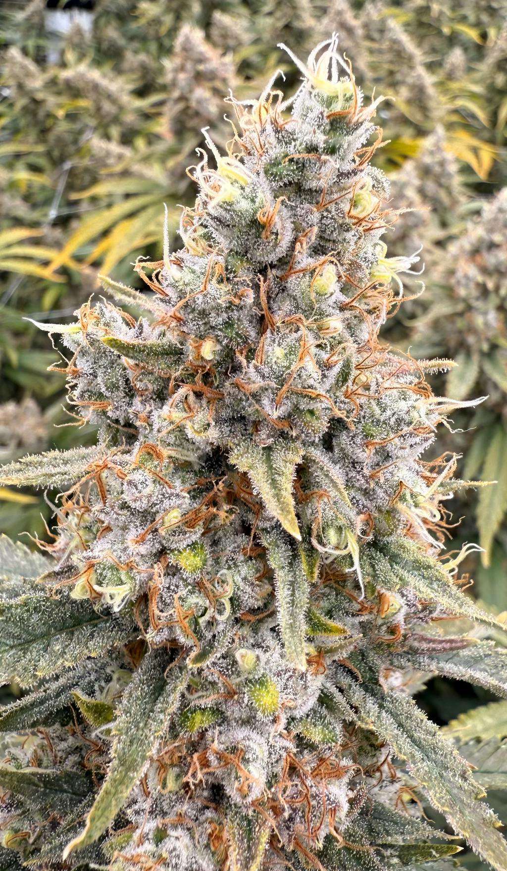 Victory Acapulco Gold Flower 3.5g