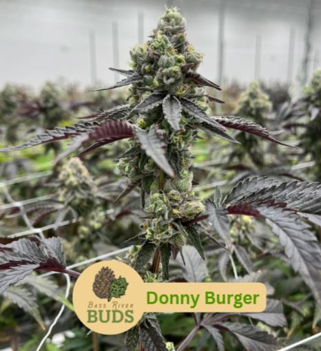Bass River BUDS Donny Burger Flower 3.5g