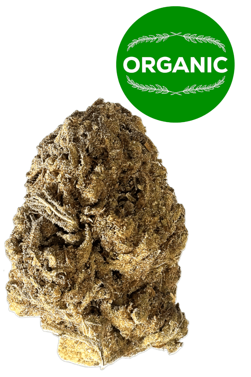 Orange Creampop | Sativa at Hii Experience