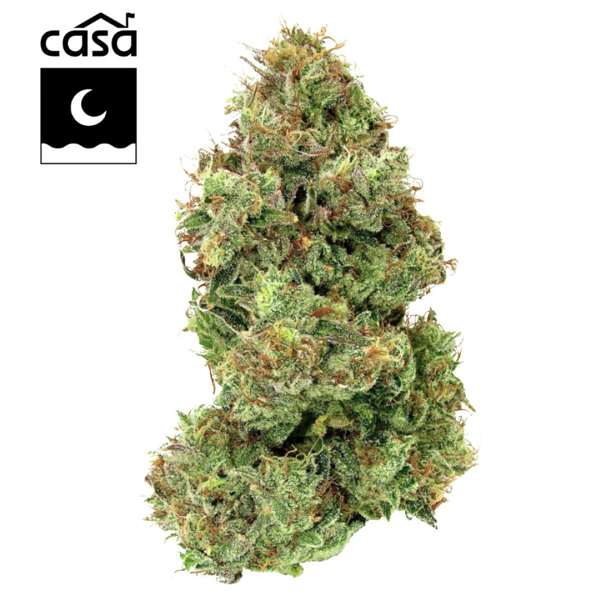 BUDS - Triangle Kush (I)