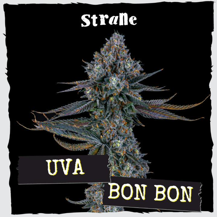 BUDS - Uva Bon Bon (H)