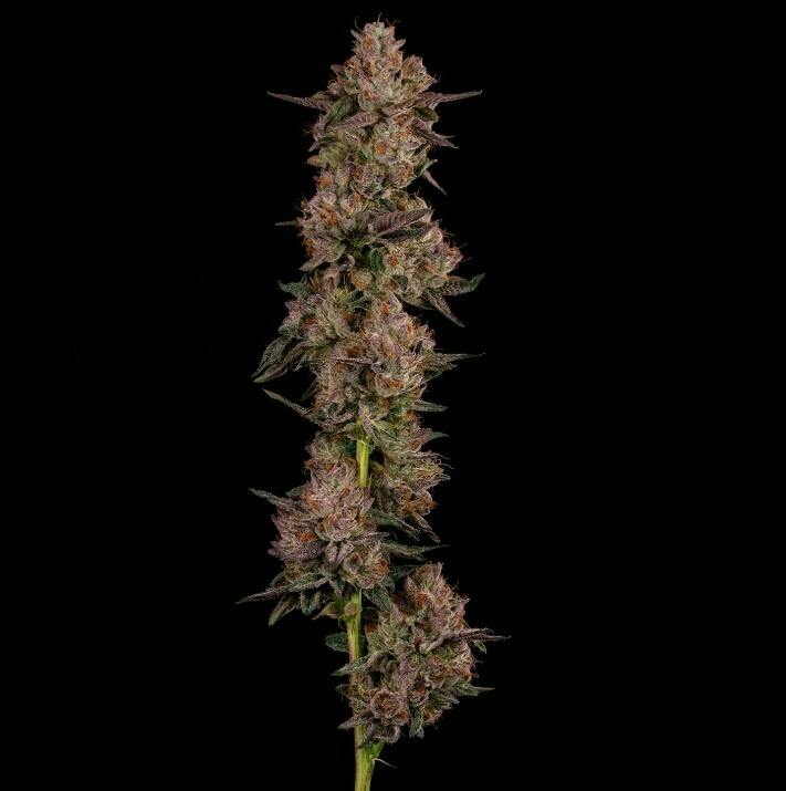 Hollywood Flower | 3.5g - Cookies