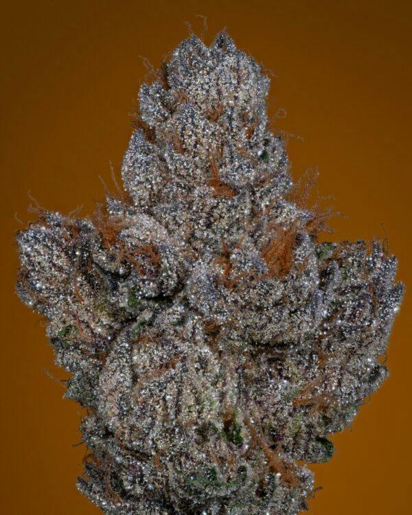 DENZEL 3.5g by THICC