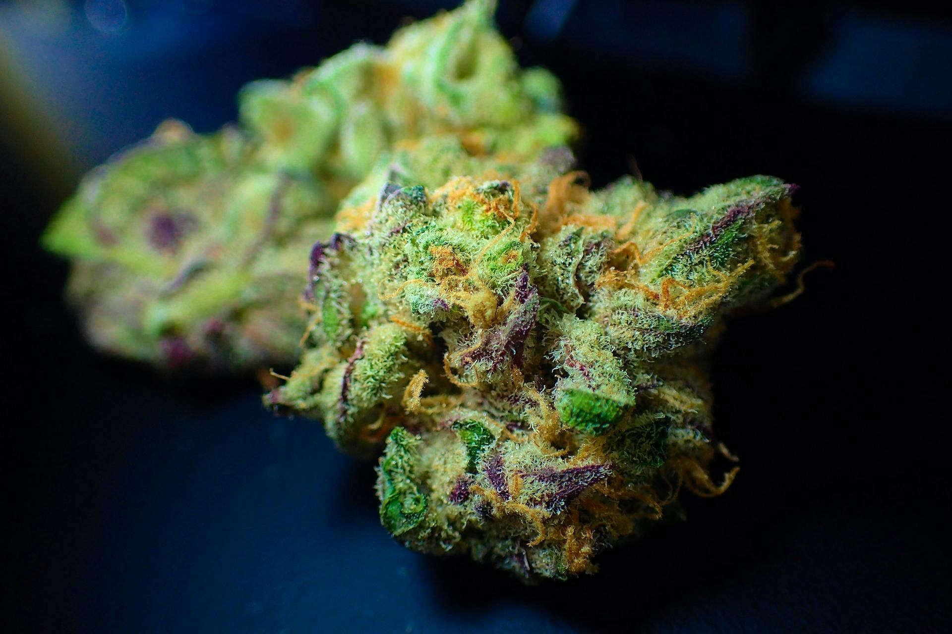 Sunset Sherbet Bulk Flower