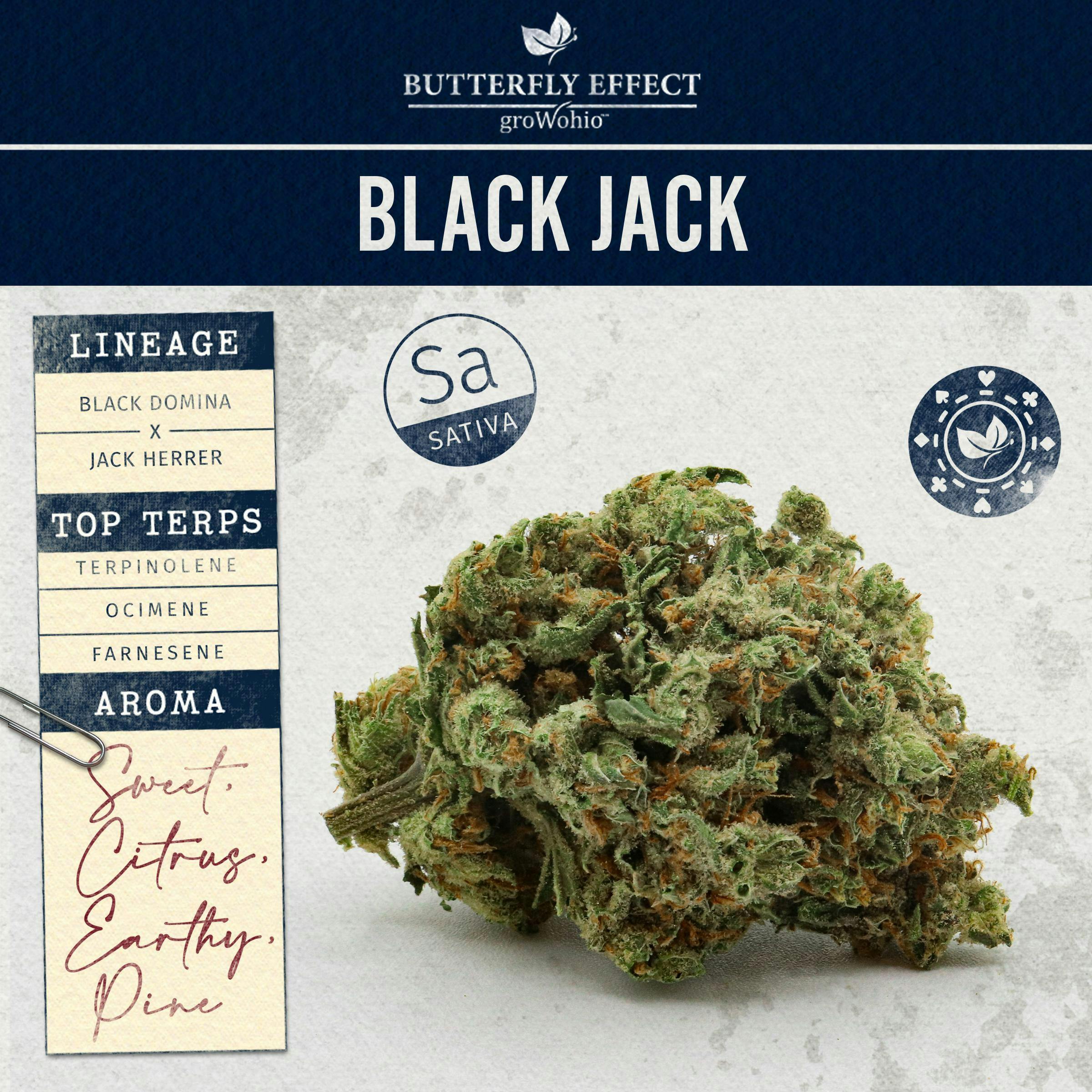 Black Jack l Rough Cut l