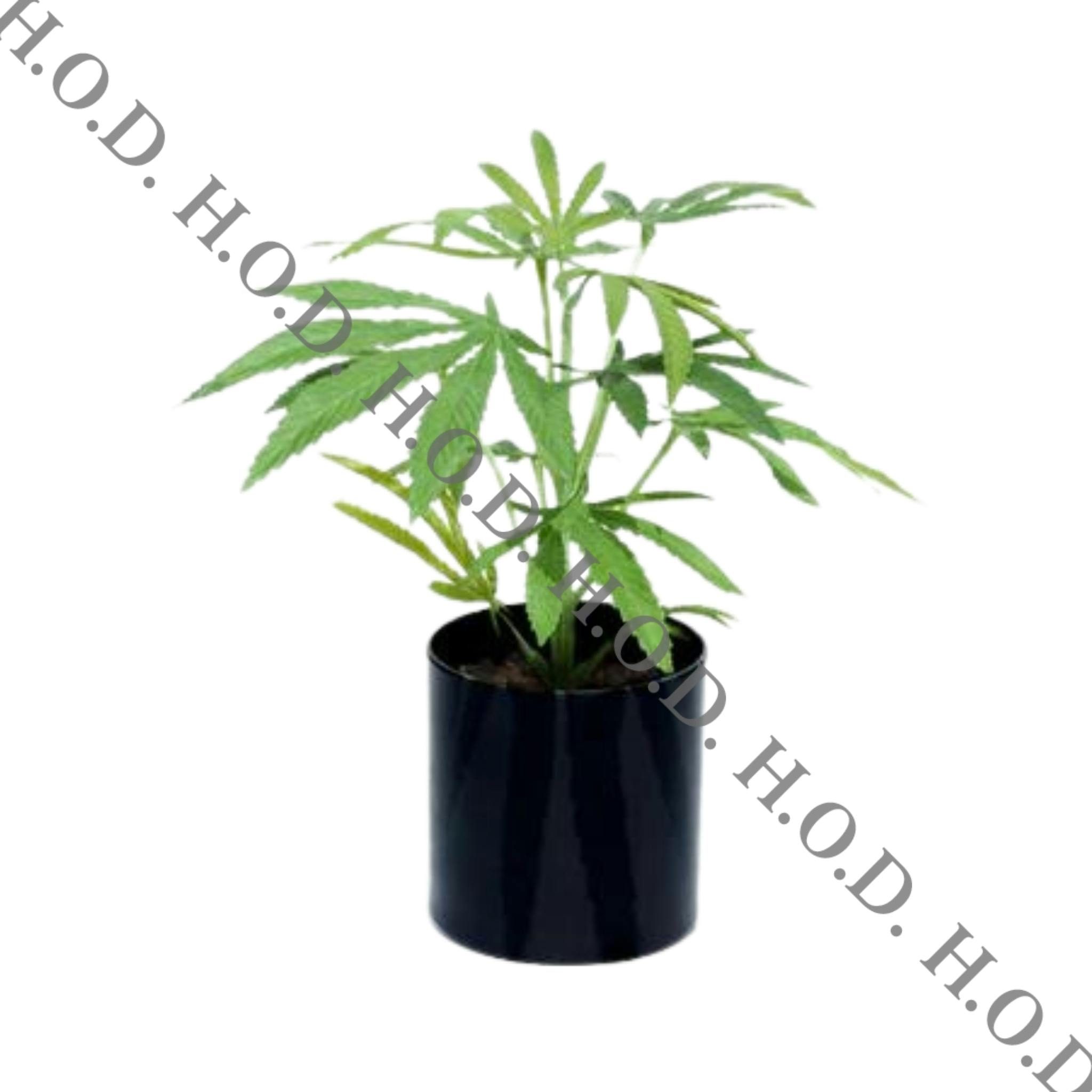EN Mimosa Clone