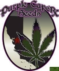 Purple Caper Seeds - Purple Caper Seeds Pack - Chocolate OG
