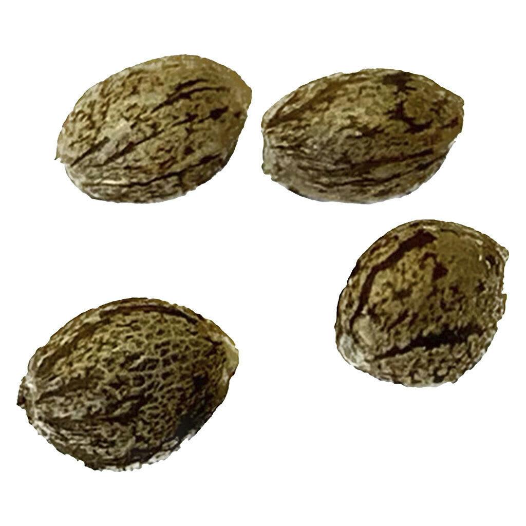 Pure CBD Gorilla Citrus Photo Feminized 4 Pack Seeds