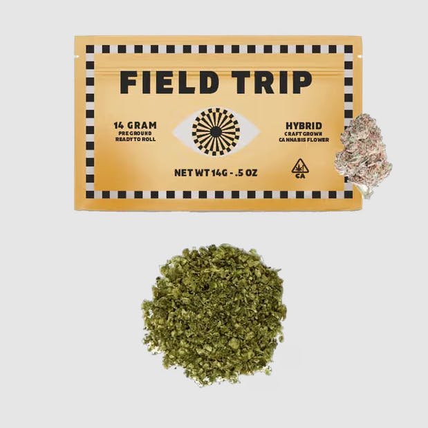 Field Trip Pre-Ground: Electric Feel