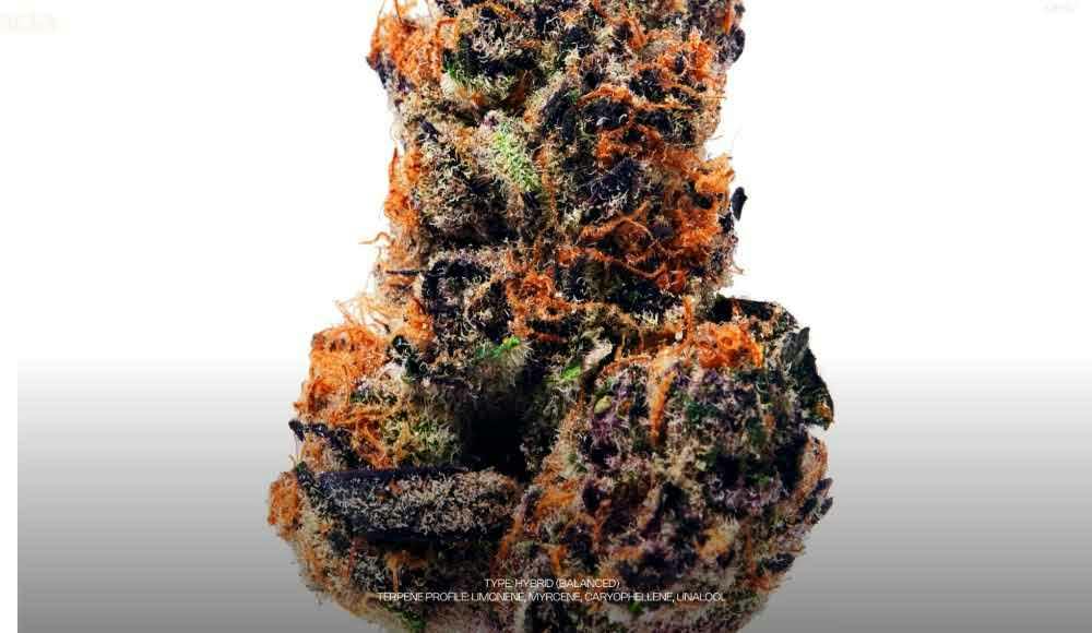 Dada Exotics - Boofberry Zilla - 3.5g