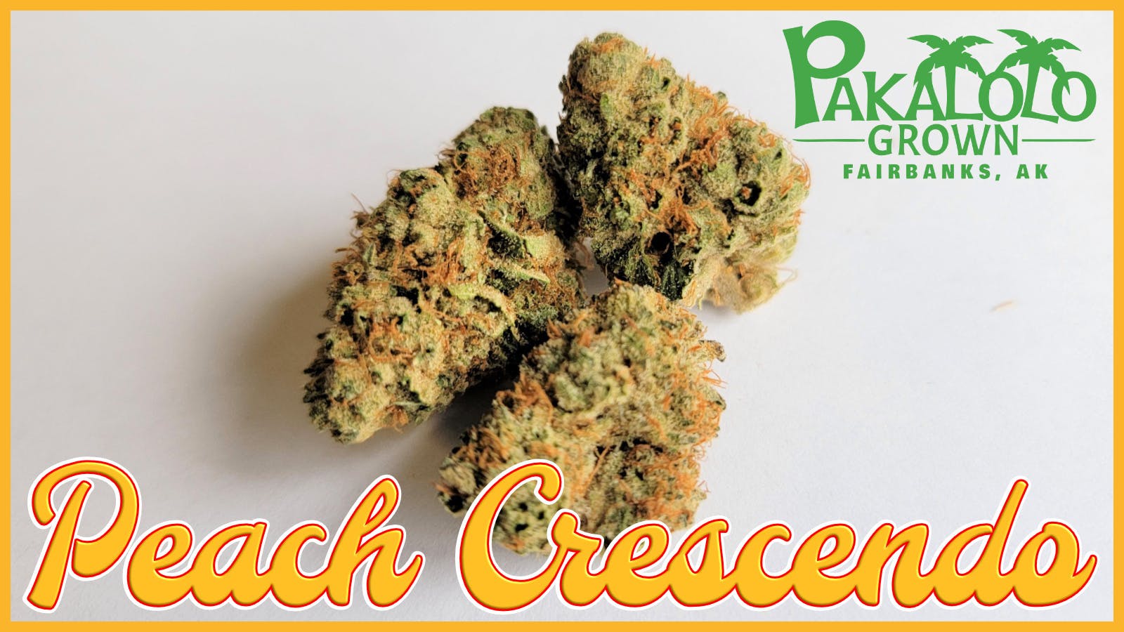 Peach Crescendo at Pakalolo Supply Co.