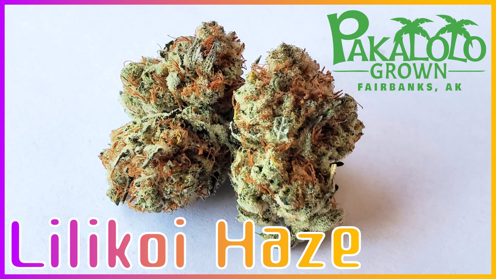 Psc Lilykoi Haze Flower