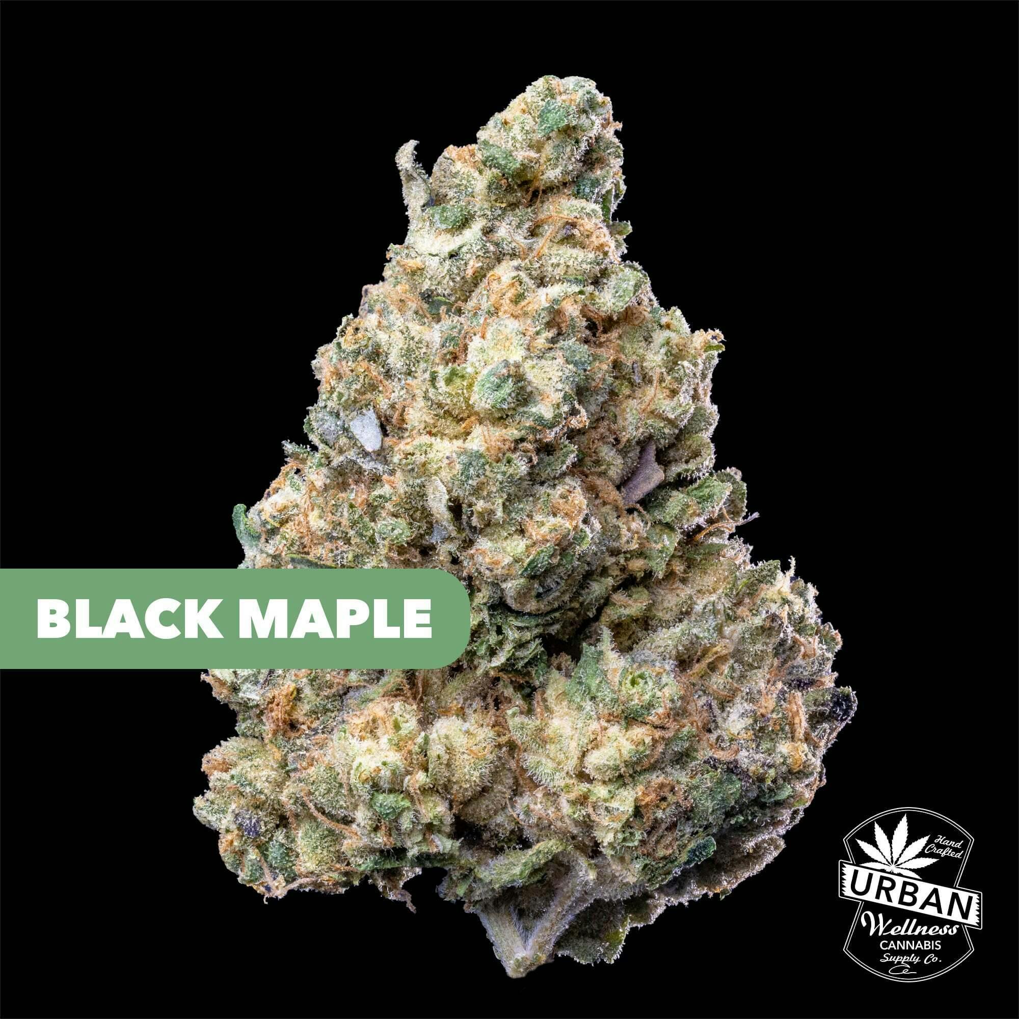 Black Maple