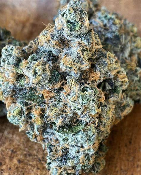 Platinum Shelf-Purple Garlic (I)