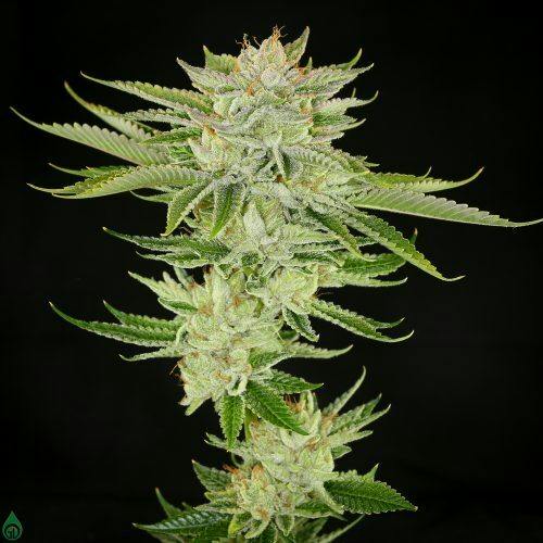 Green Dot - Pre-Packed - Monet 7G (H)