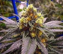 Platinum Shelf - Stay Puft OG (H) cannabis product
