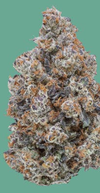 Gold Shelf - C13 Haze (S)