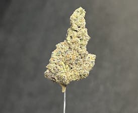 Black Bubble Gum Horchata - Bulk Flower