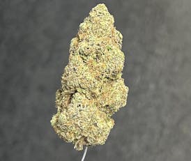 SNOW SWEET & JET FUEL GELATO - BULK FLOWER