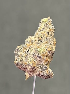 Grape Gaslato - Flower