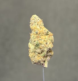Tally Mon - Bulk Flower