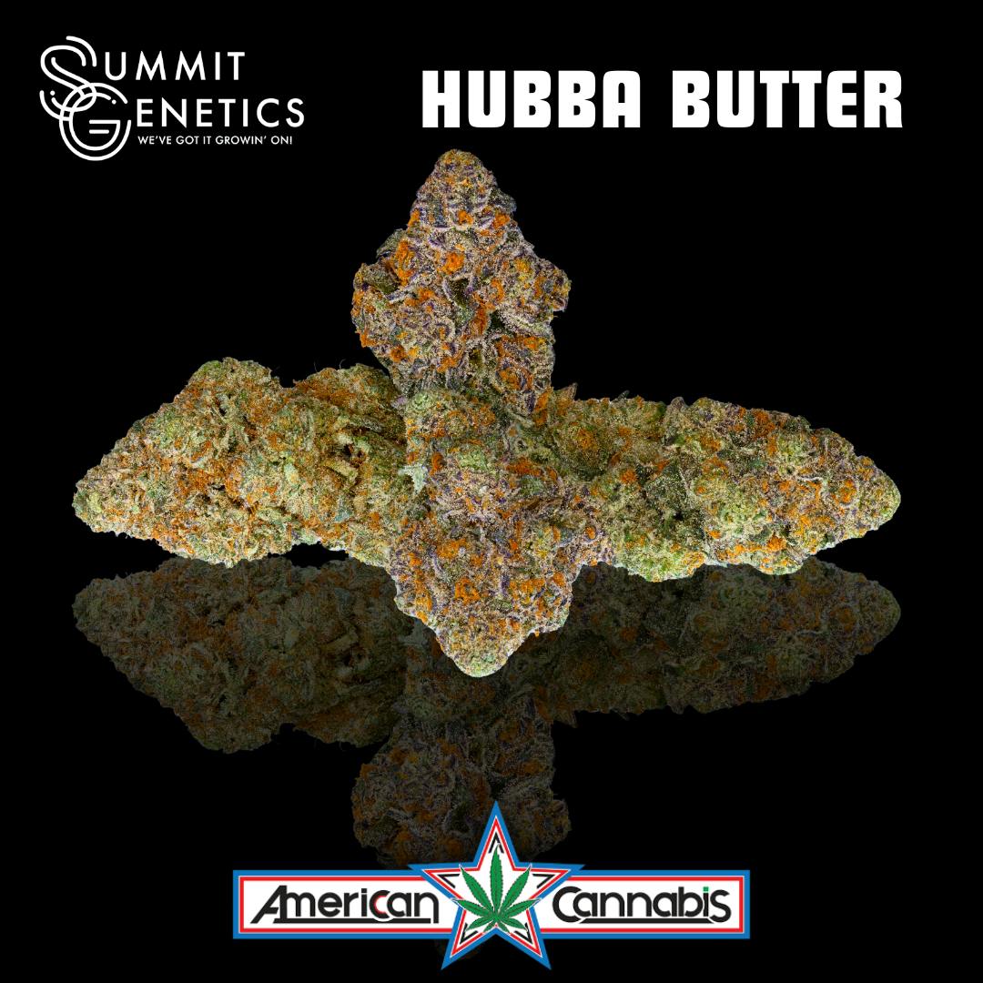 [Flower] Summit Genetics Hubba Butter 3.5g [Hybrid]