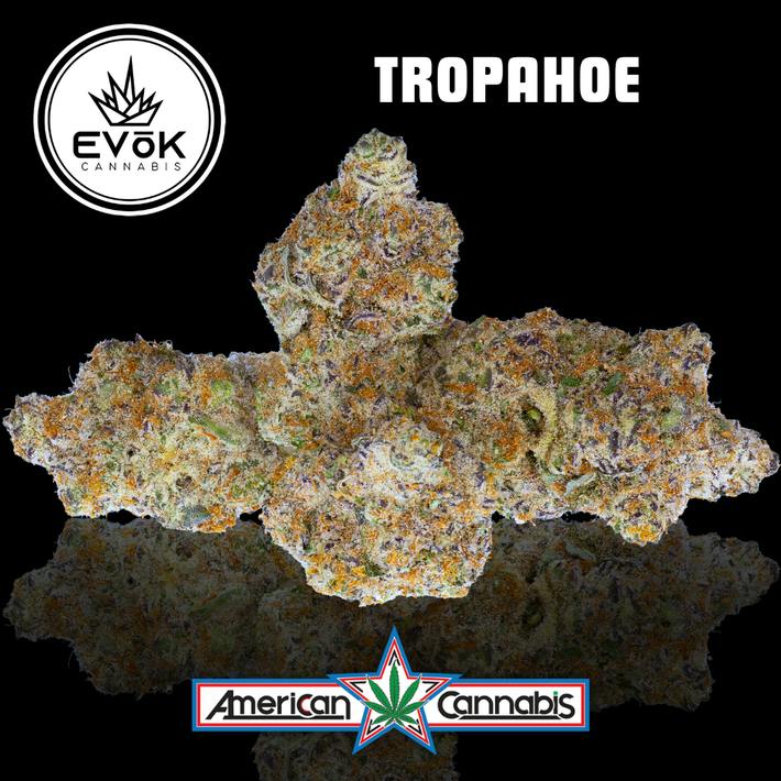 [Flower] EVoK Tropahoe 14g [Hybrid]